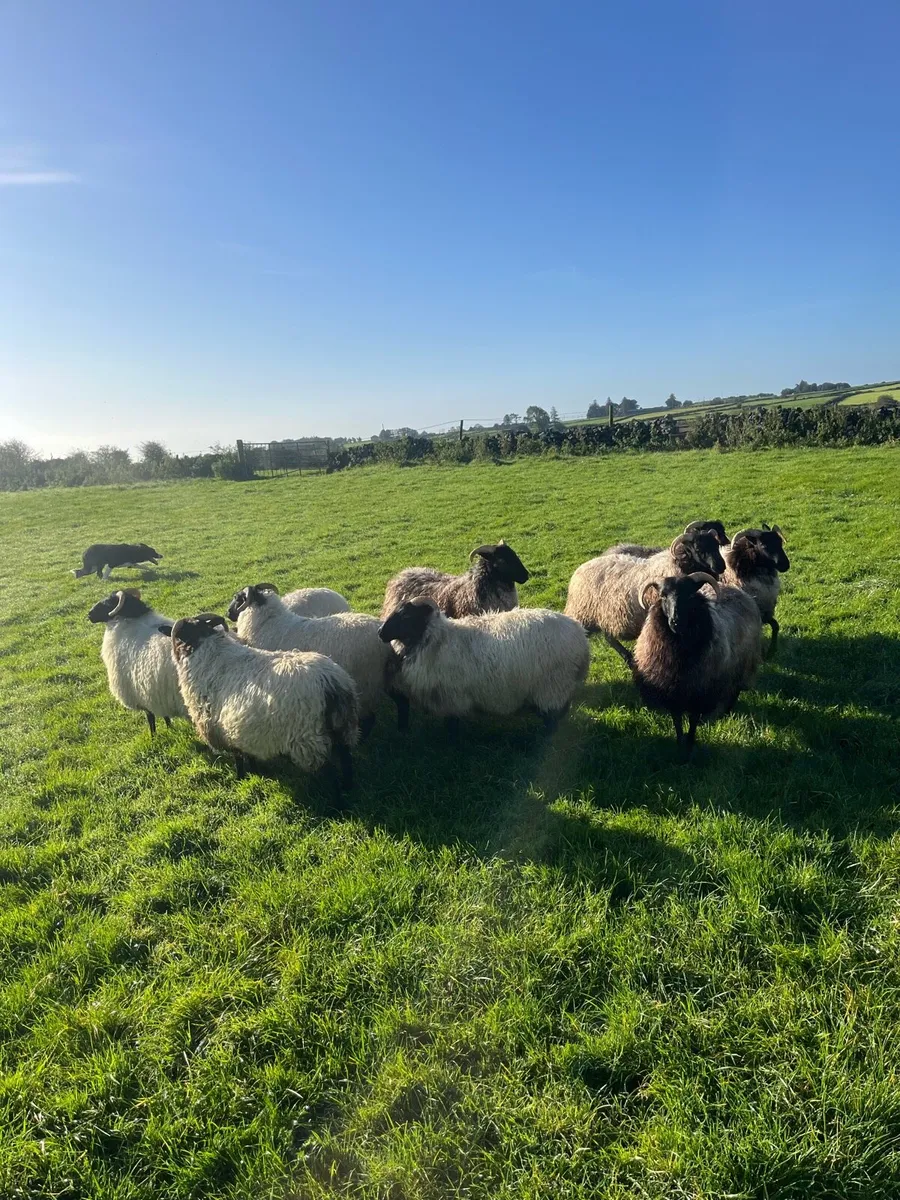 Ewe hoggets - Image 4