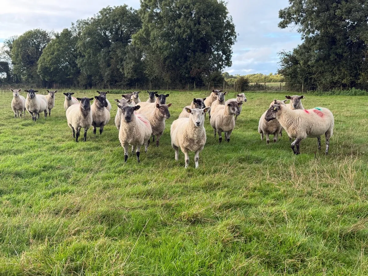 Third crop ewes - Image 1