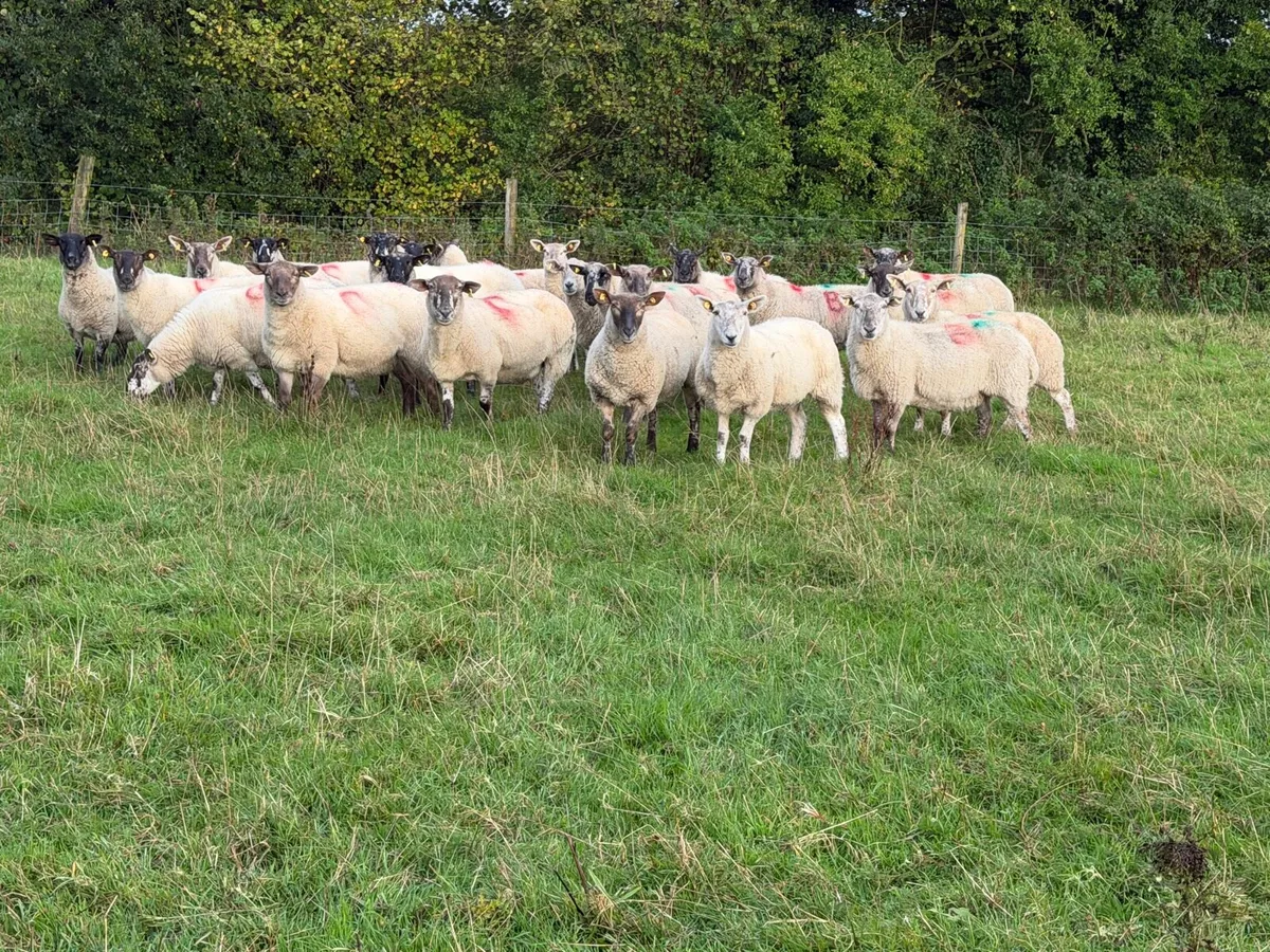Third crop ewes - Image 2