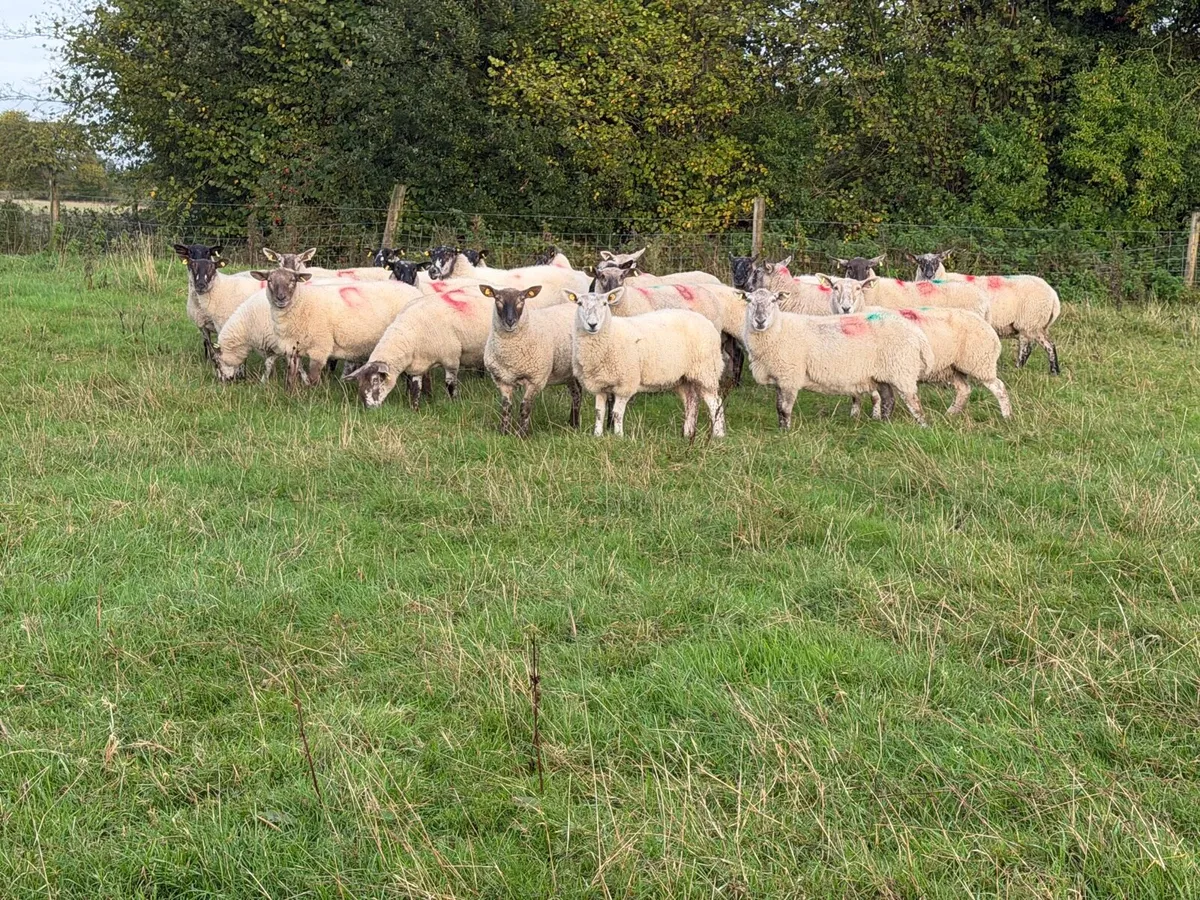 Third crop ewes - Image 3