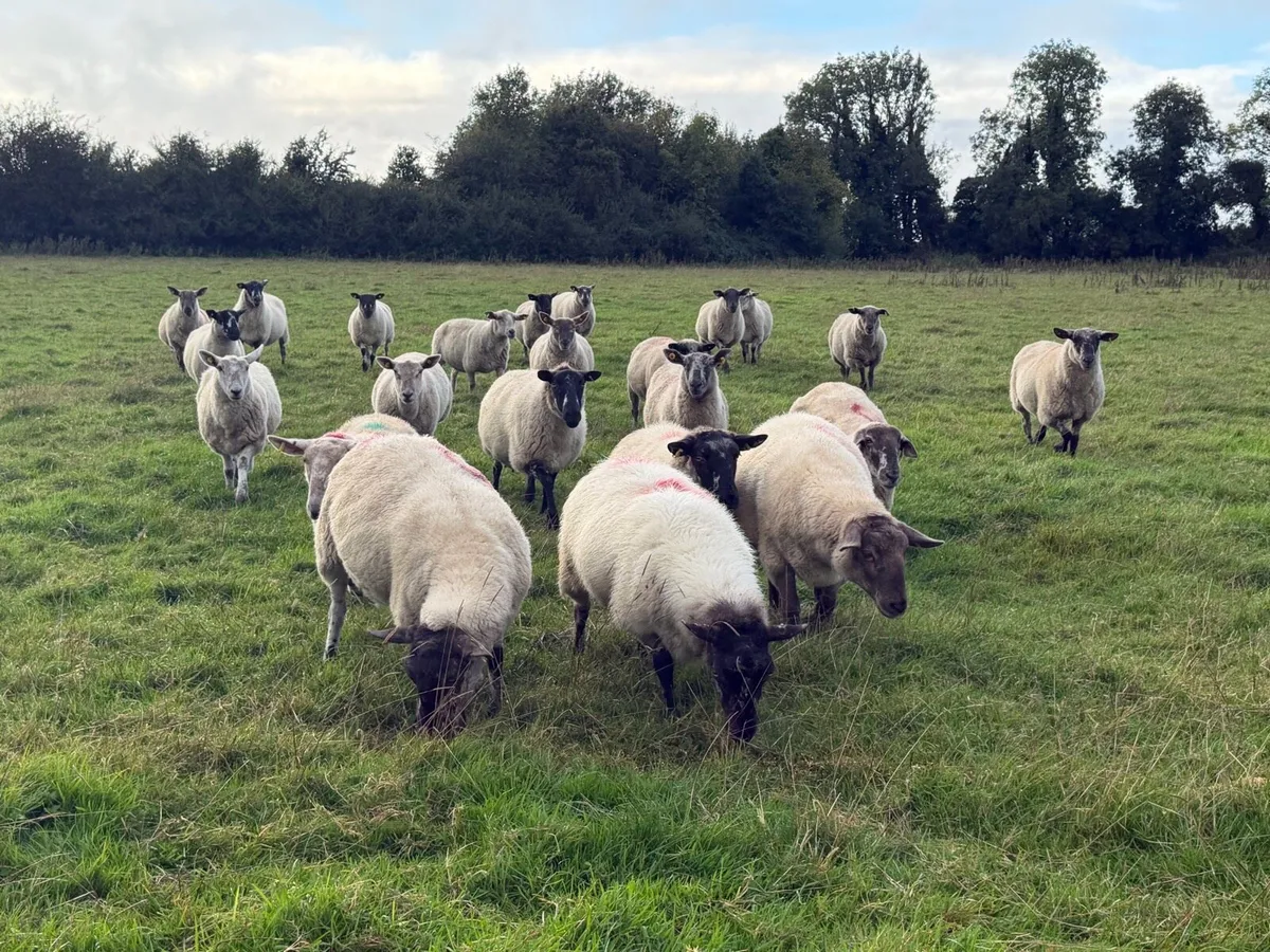 Third crop ewes - Image 4