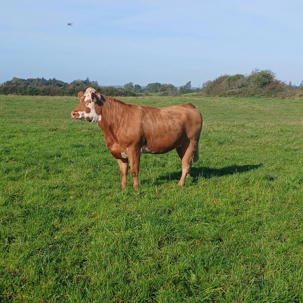 2  Serious Maiden Heifers - Image 3