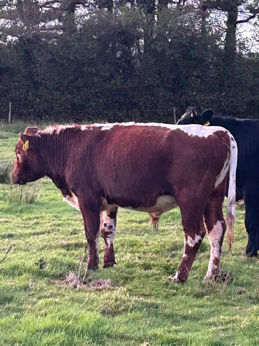 Pedigree Moiled & Droimeann bulls SWAP? - Image 1