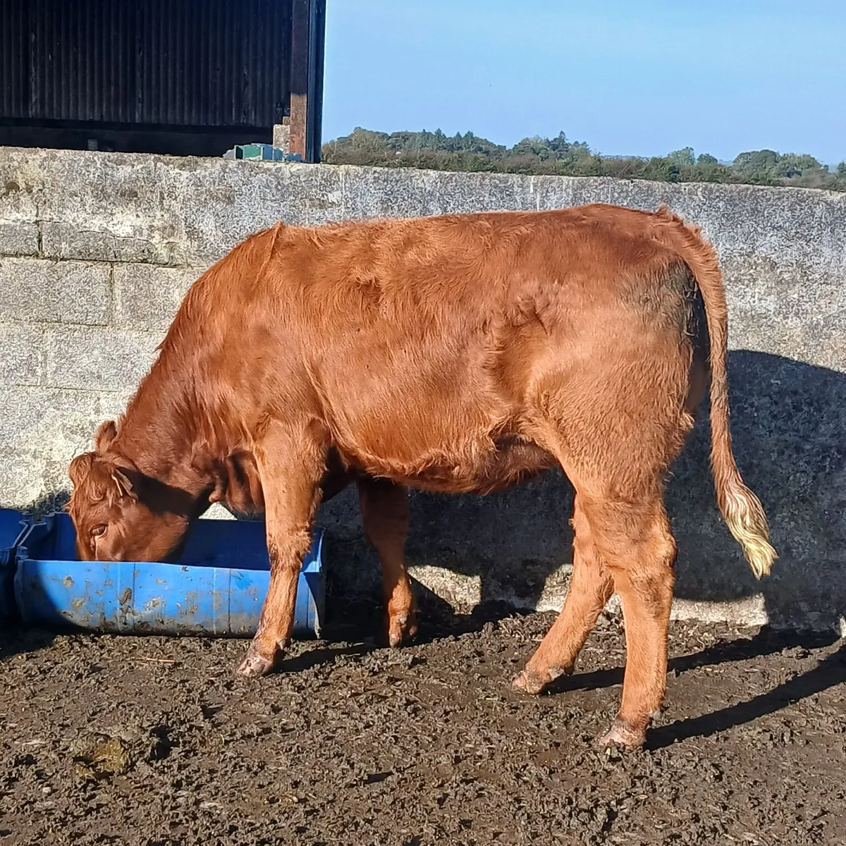 2  Serious Maiden Heifers - Image 2