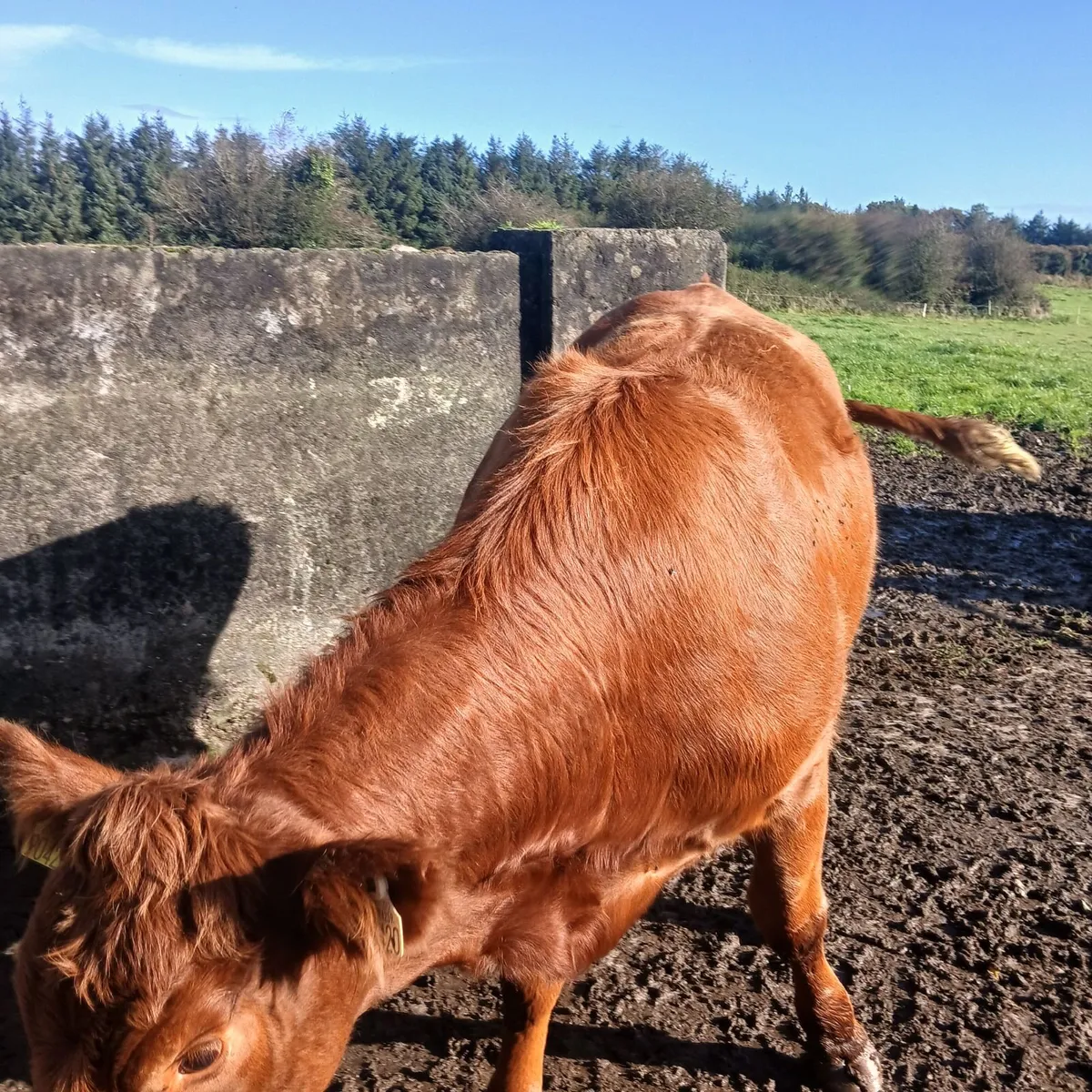 2  Serious Maiden Heifers - Image 4
