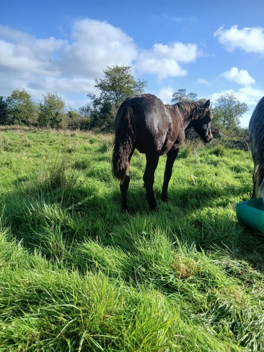 Two Connemara pony colt foals - Image 3