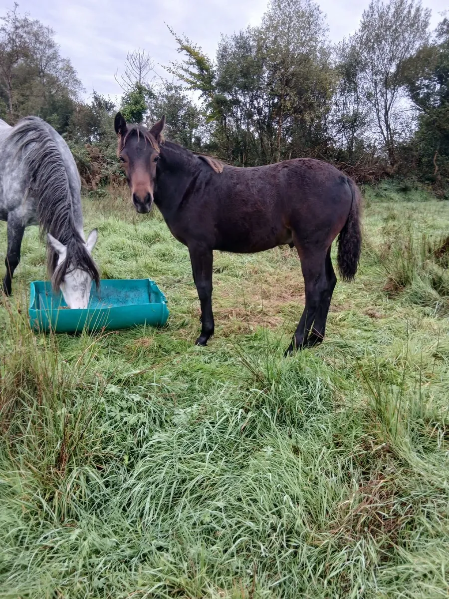 Two Connemara pony colt foals - Image 2