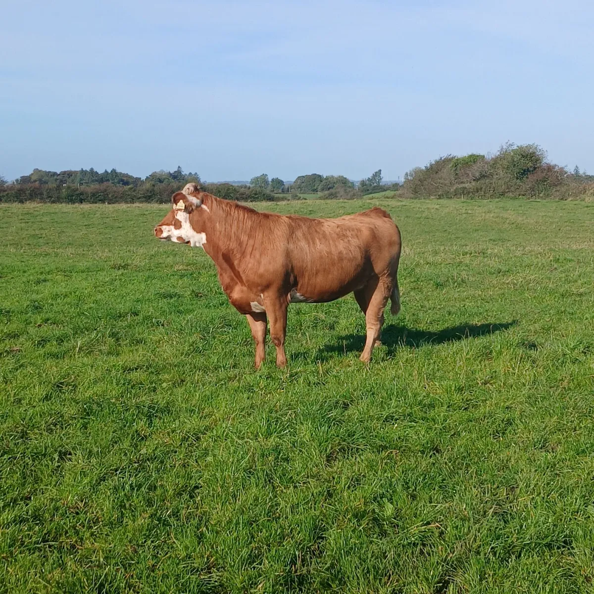 2  Serious Maiden Heifers - Image 1