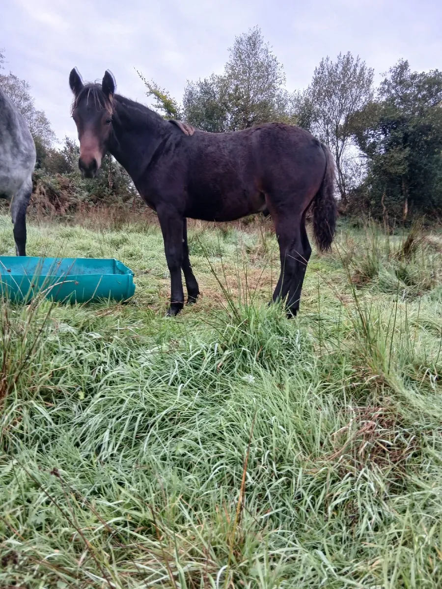 Connemara pony colt foal - Image 3