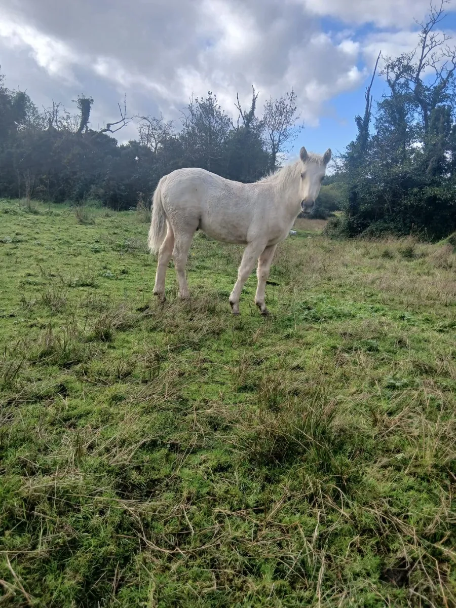 Two Connemara pony colt foals - Image 1