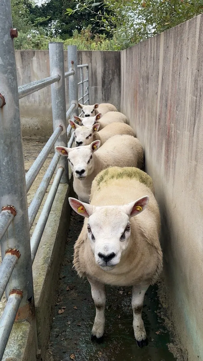 Pedigree ram lamb