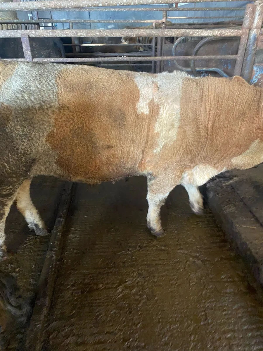 Pedigree Angus and Simmental bulls - Image 2