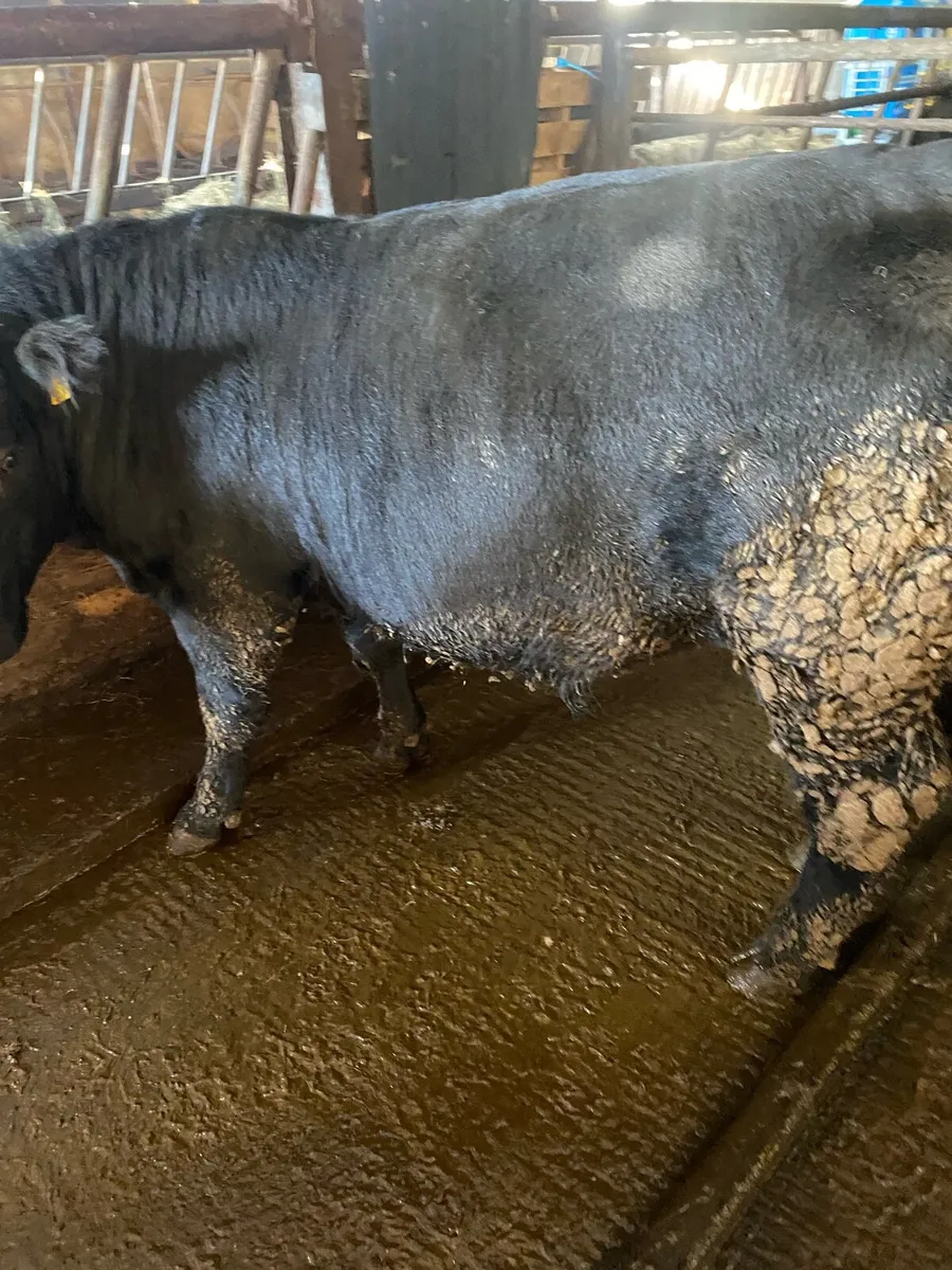Pedigree Angus and Simmental bulls - Image 3