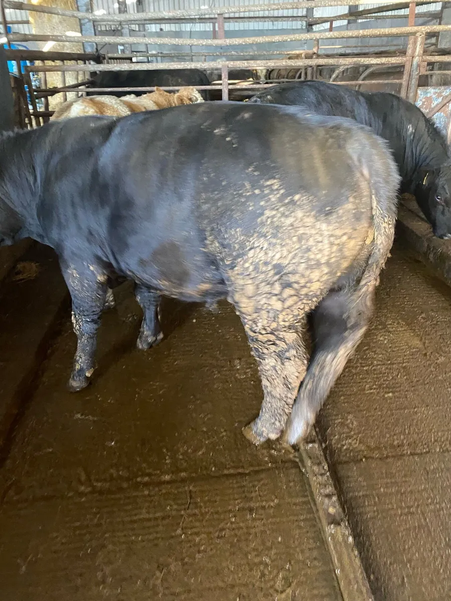 Pedigree Angus and Simmental bulls - Image 4