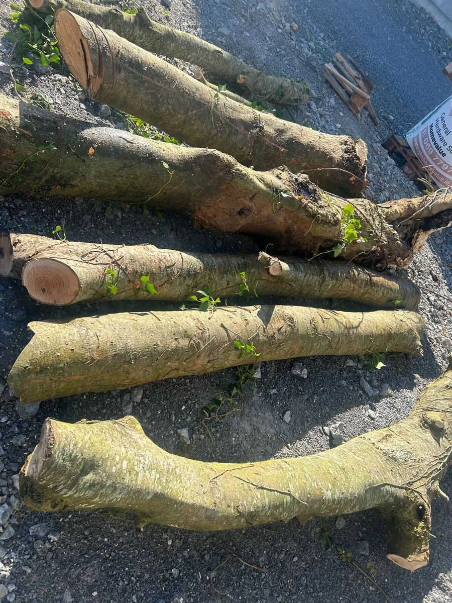 Bags of ash firewood - Image 4