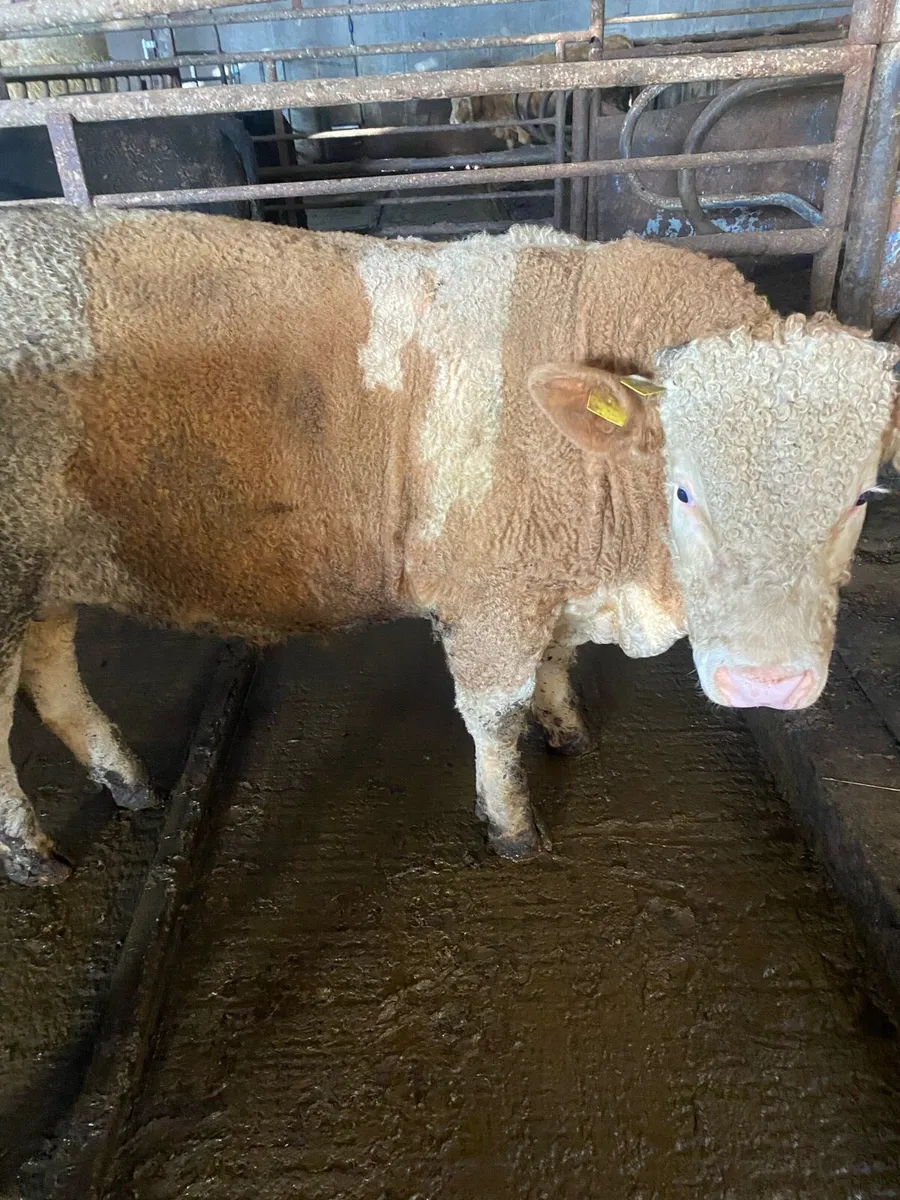Pedigree Angus and Simmental bulls - Image 1