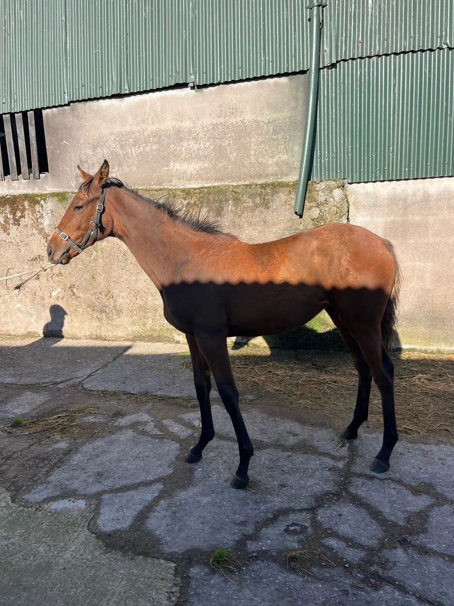 Order of St George Filly - Image 4