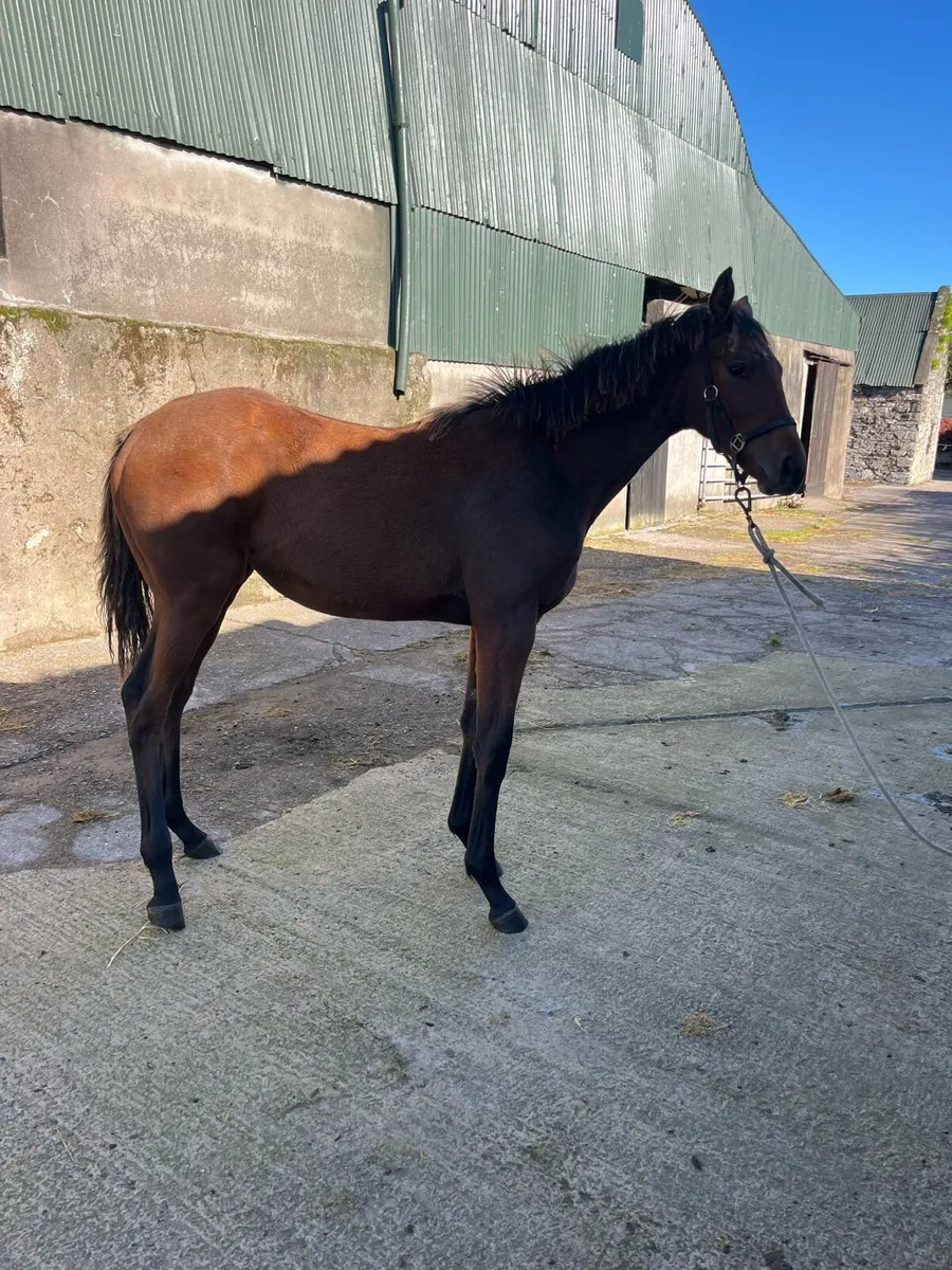 Order of St George Filly - Image 1