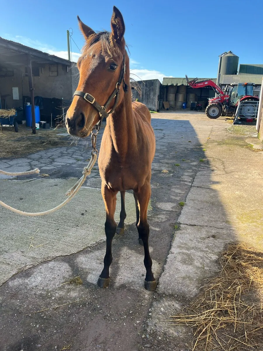 Order of St George Filly - Image 2
