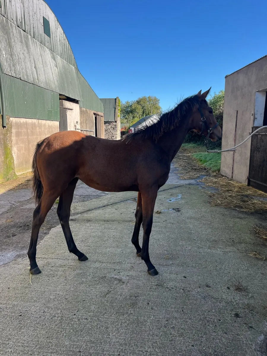 Order of St George Filly - Image 3