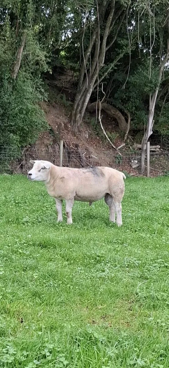 Texel ram - Image 2