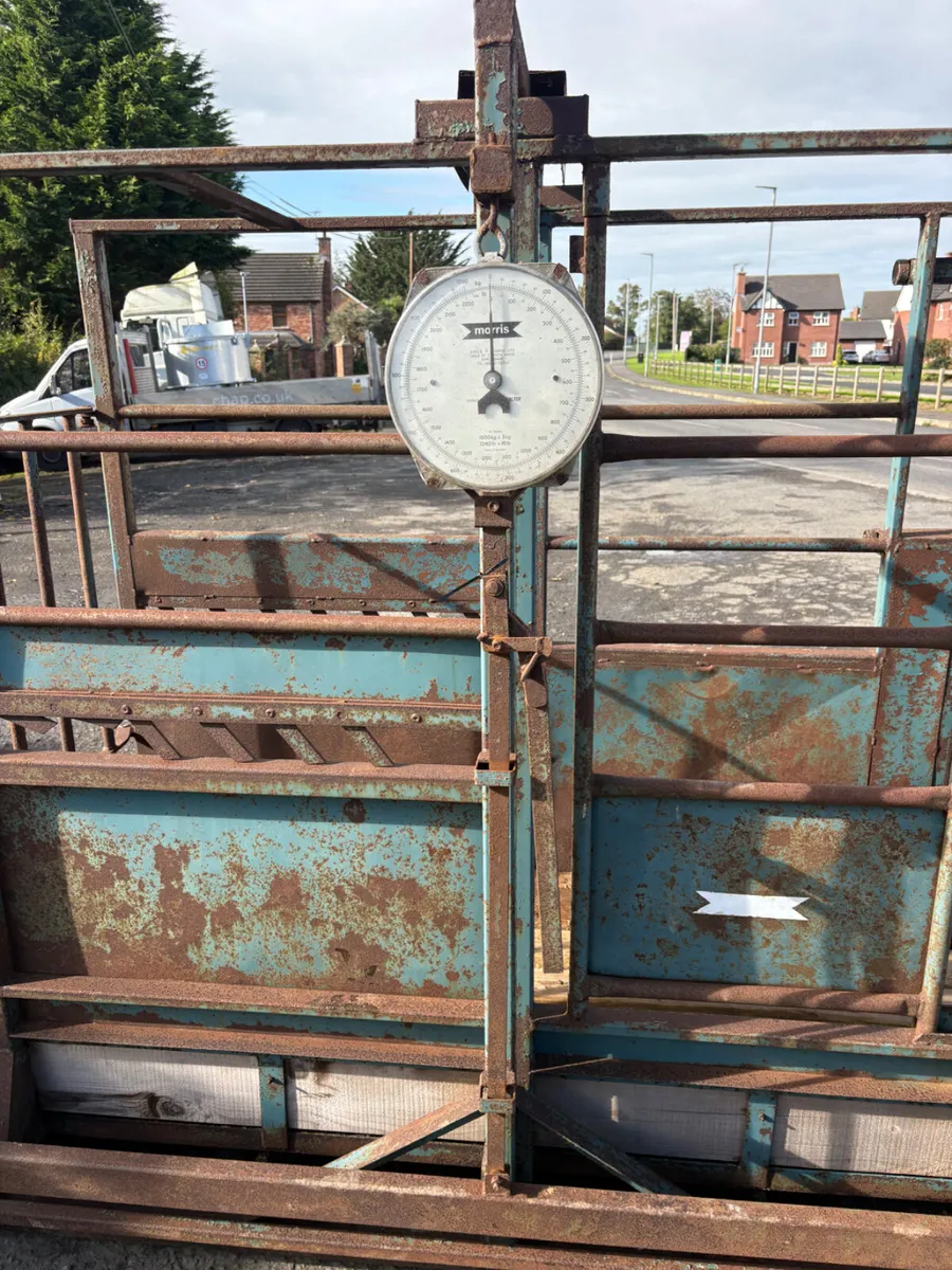 Morris weighing crush - Image 2