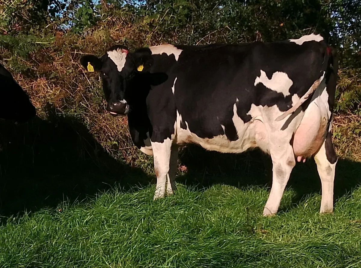 Empty cows - Image 4