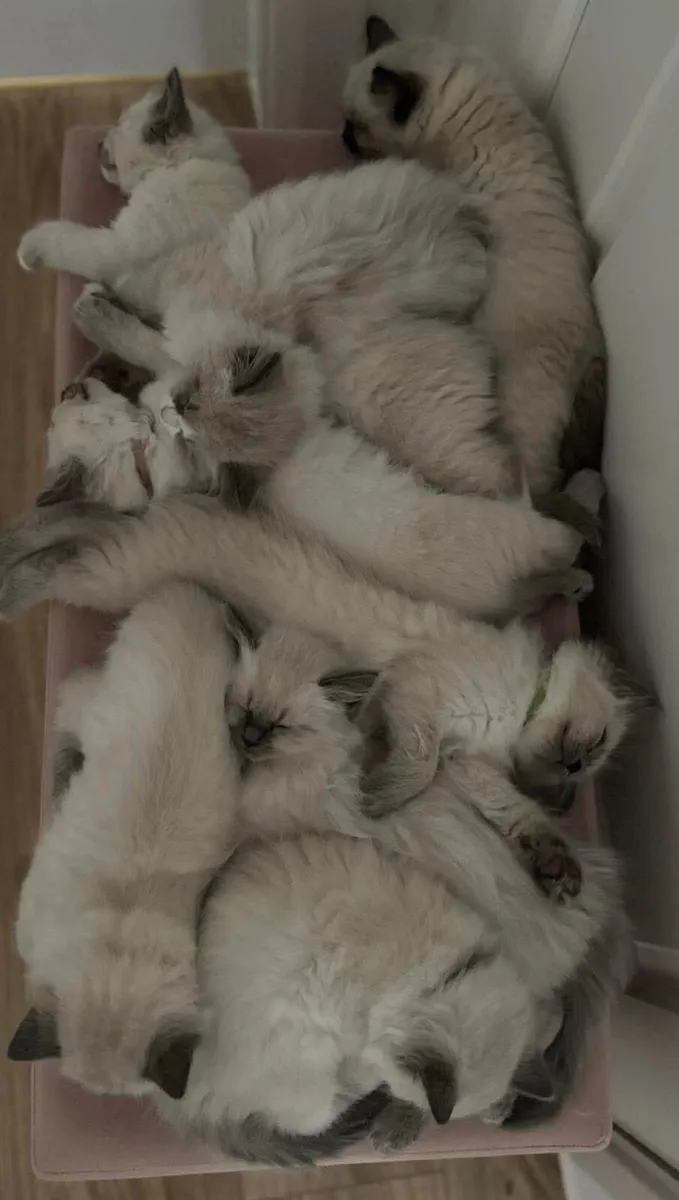 😻 Purebred Ragdoll Kittens😻 - Image 1