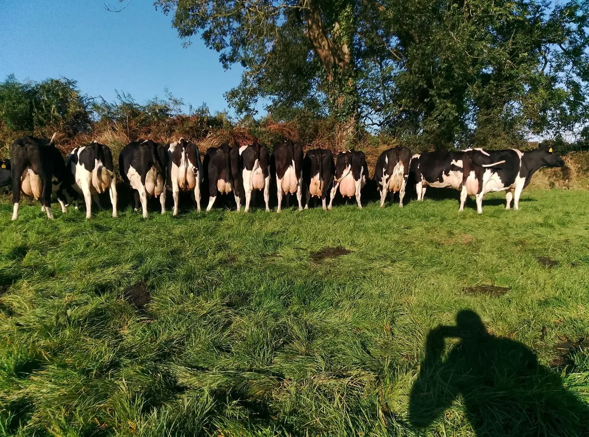 Empty cows - Image 3