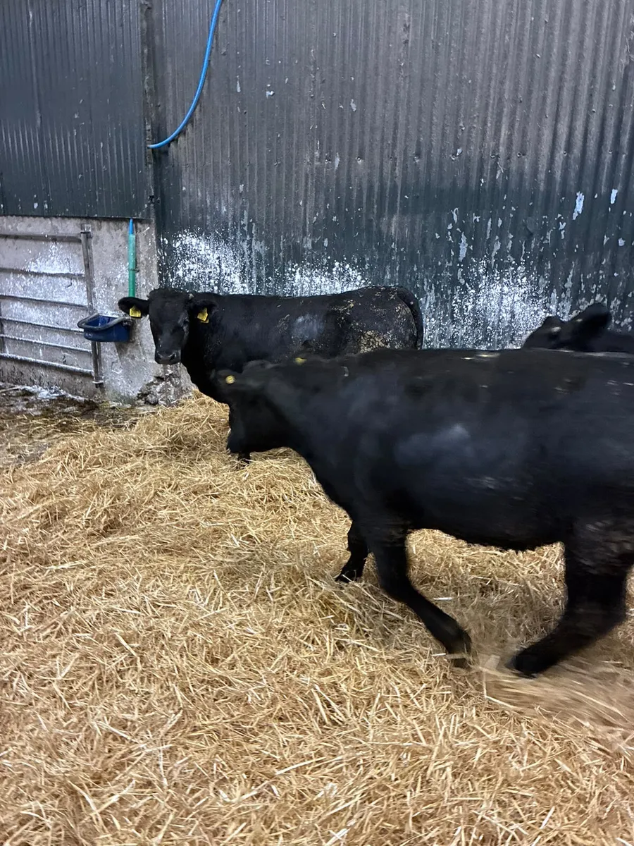 Angus bullocks - Image 3