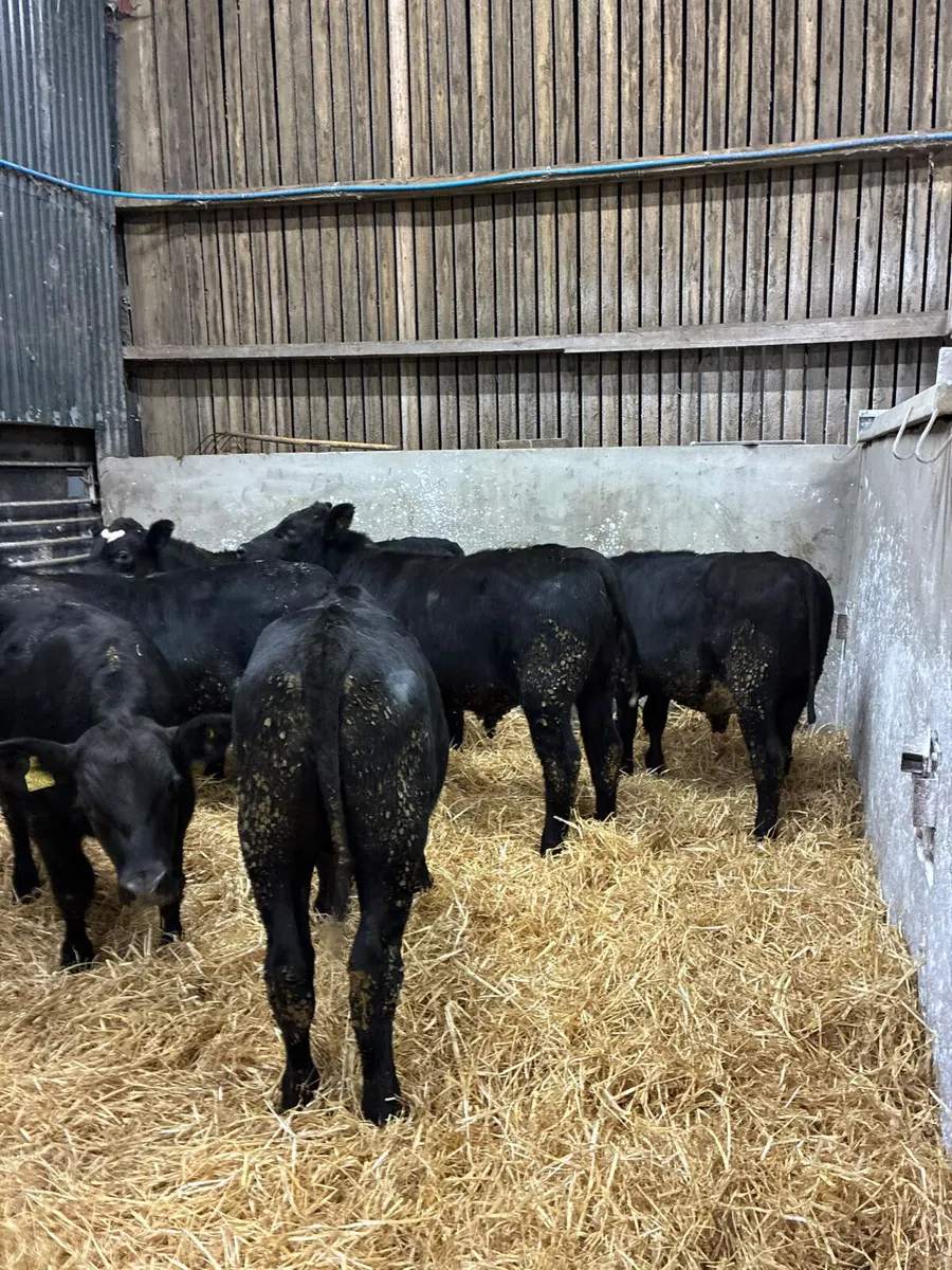 Angus bullocks - Image 1