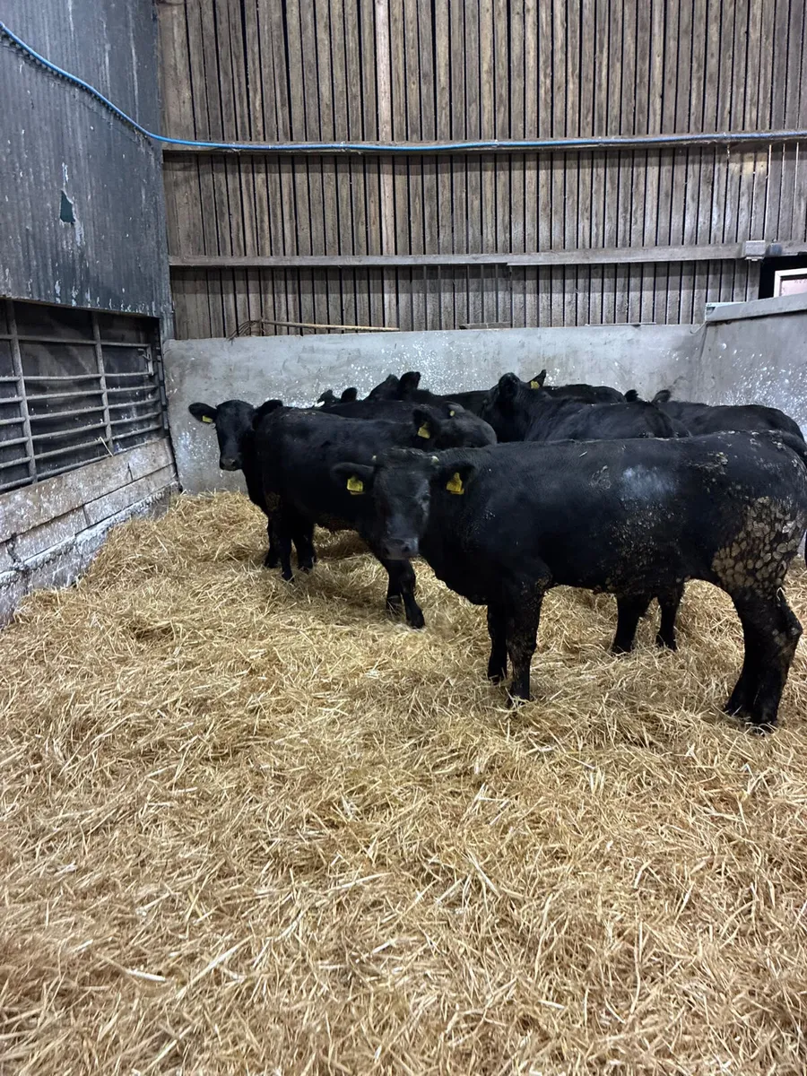 Angus bullocks - Image 4