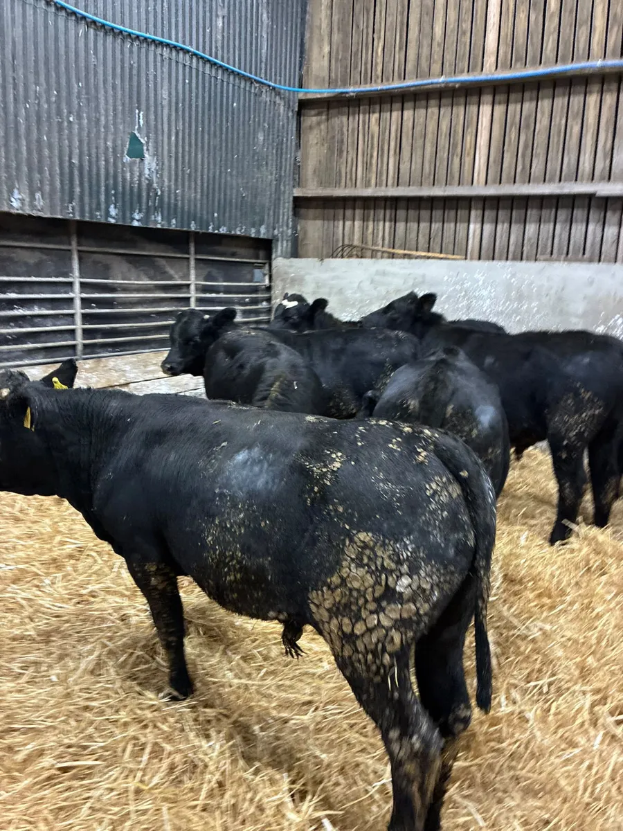 Angus bullocks - Image 2