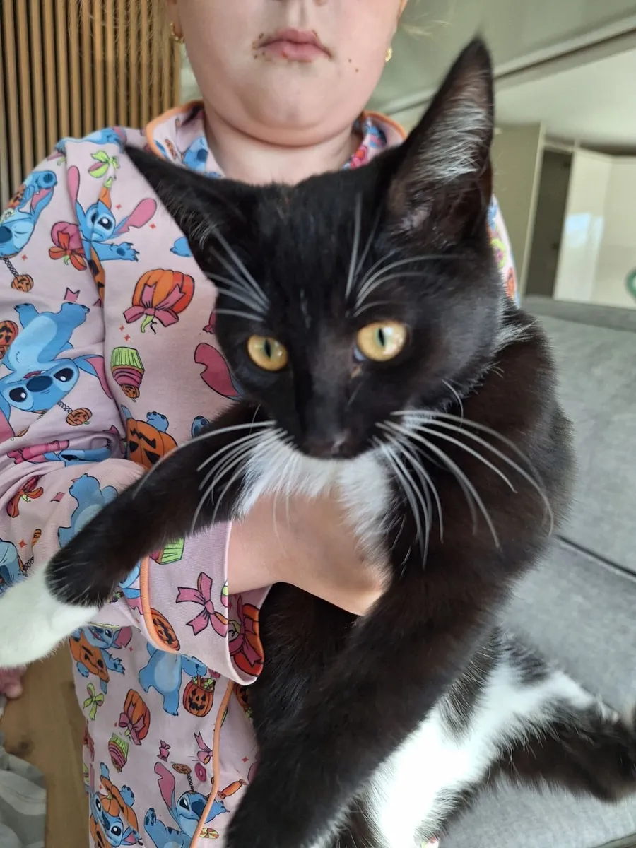 Kitten 5 months old free to right home
