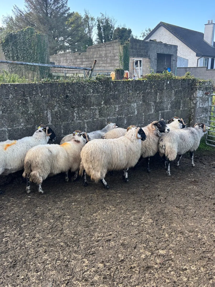 Horned ewes - Image 3