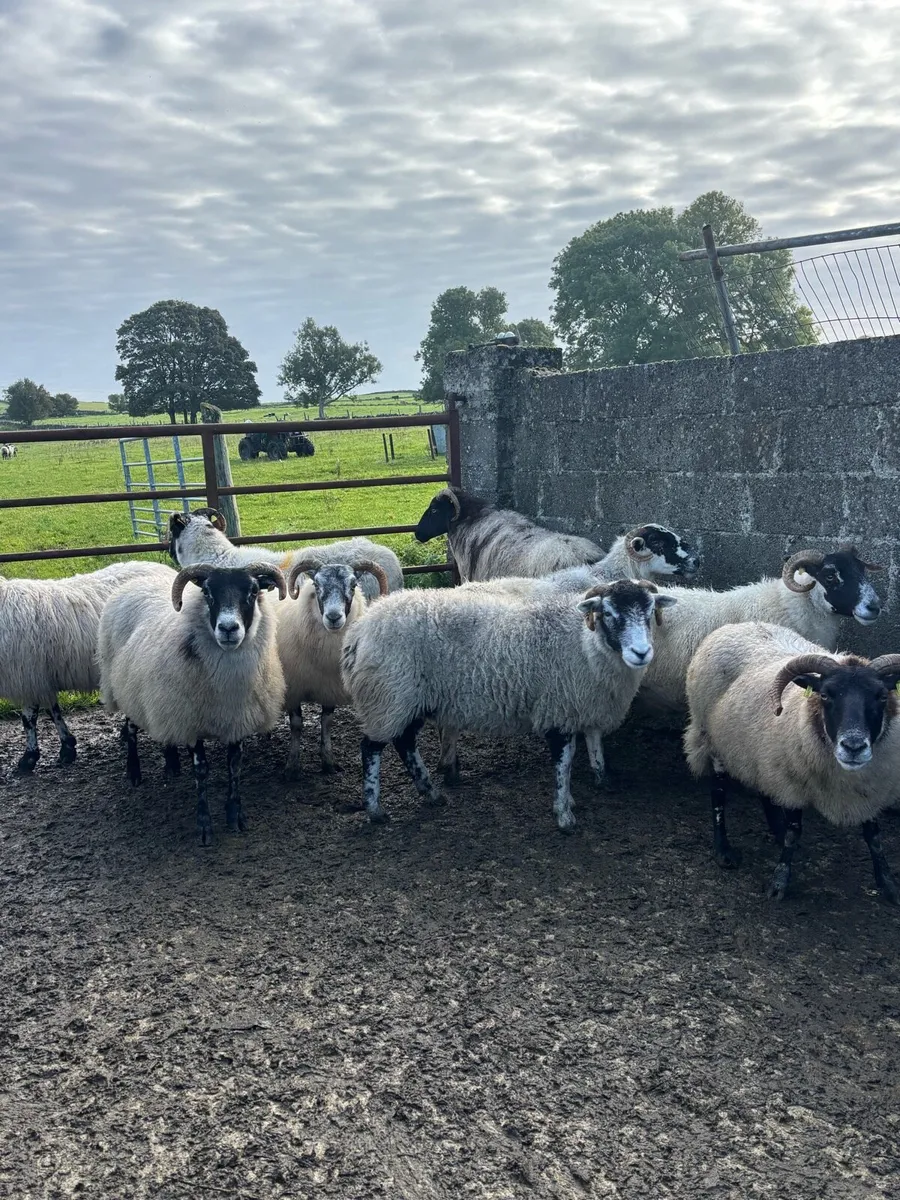 Horned ewes - Image 1