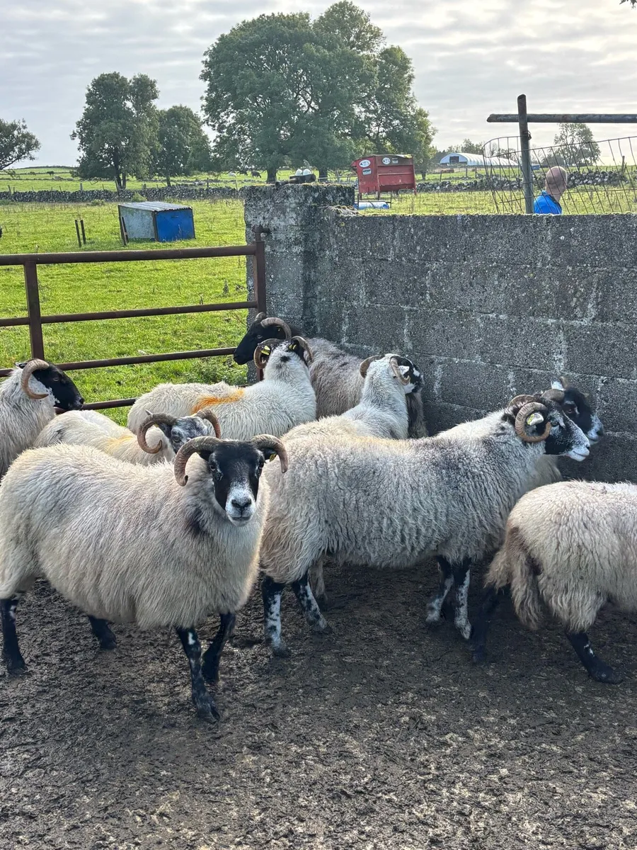 Horned ewes - Image 2