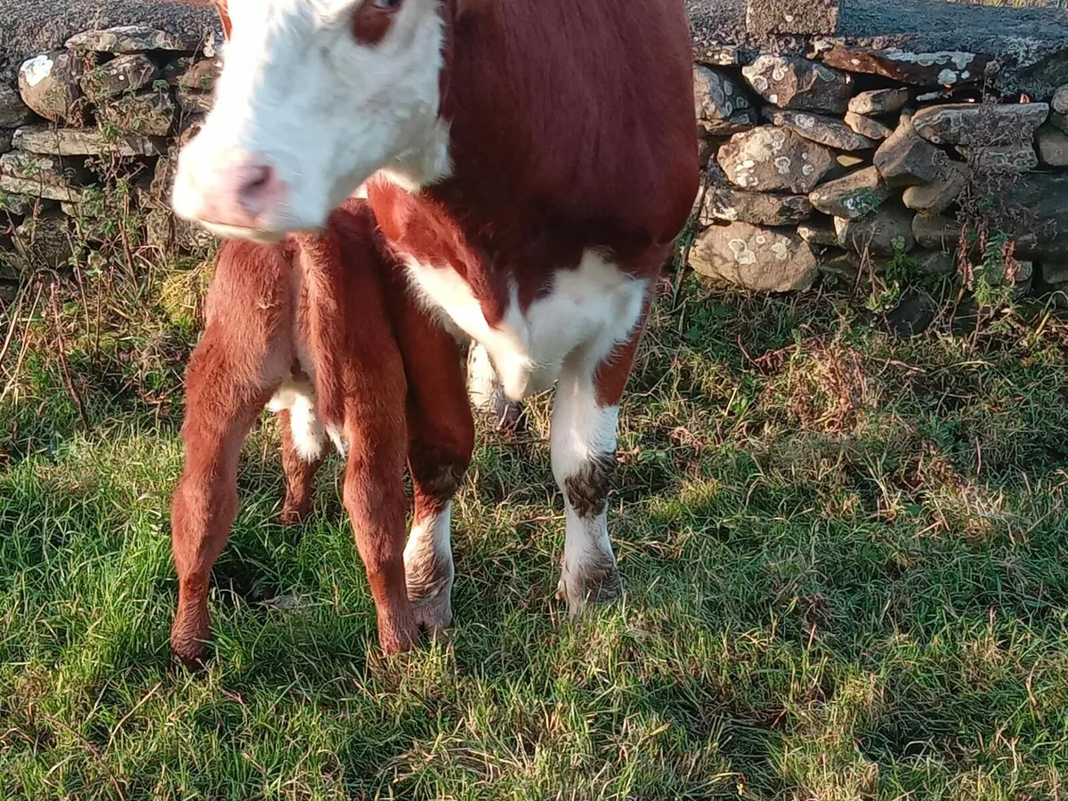 Springer with calf - Image 1