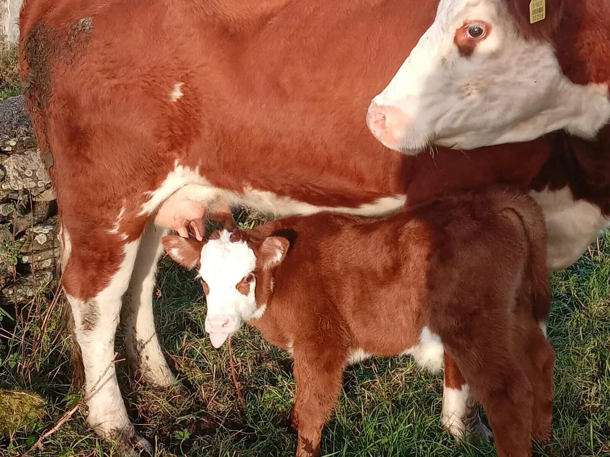 Springer with calf - Image 2