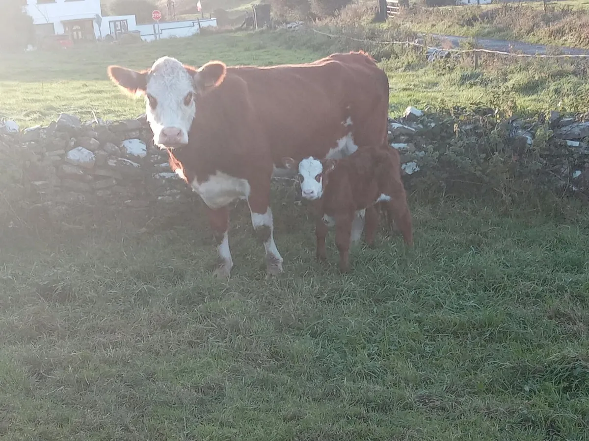Springer with calf - Image 3