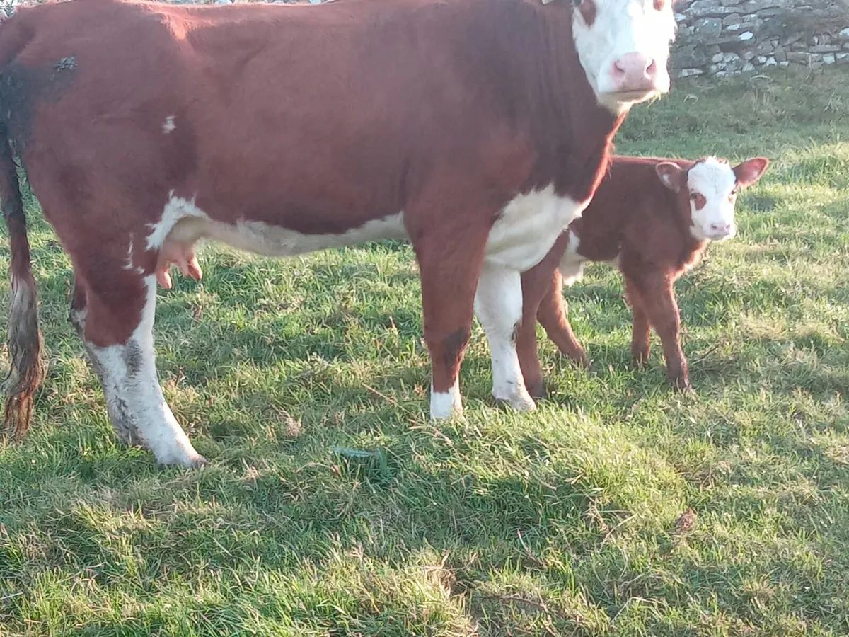 Springer with calf - Image 4