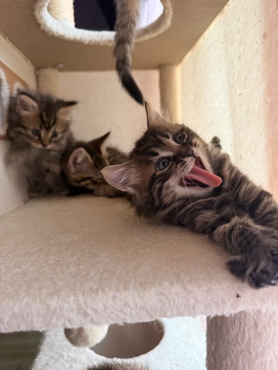 3 Half Bengal mix female kittens left! - Image 2