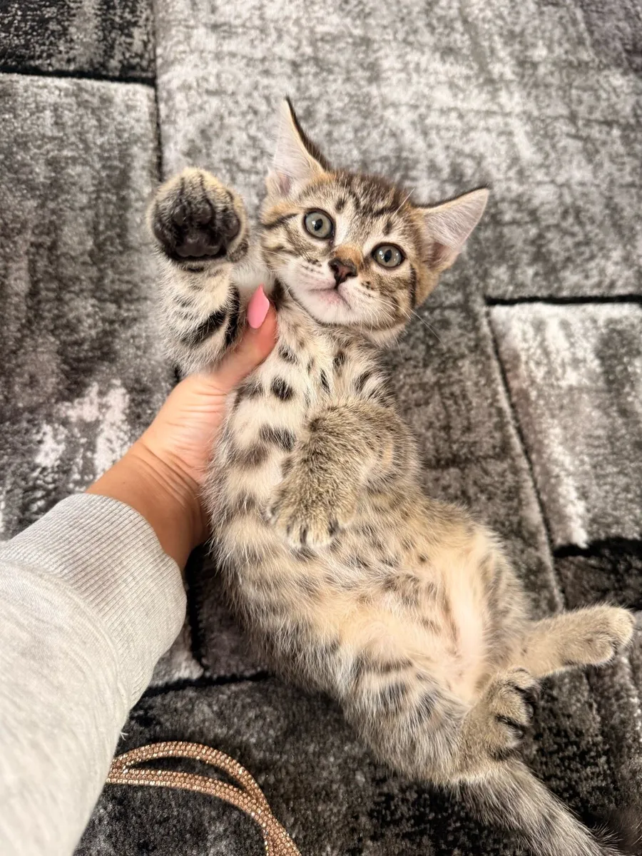 3 Half Bengal mix female kittens left! - Image 1
