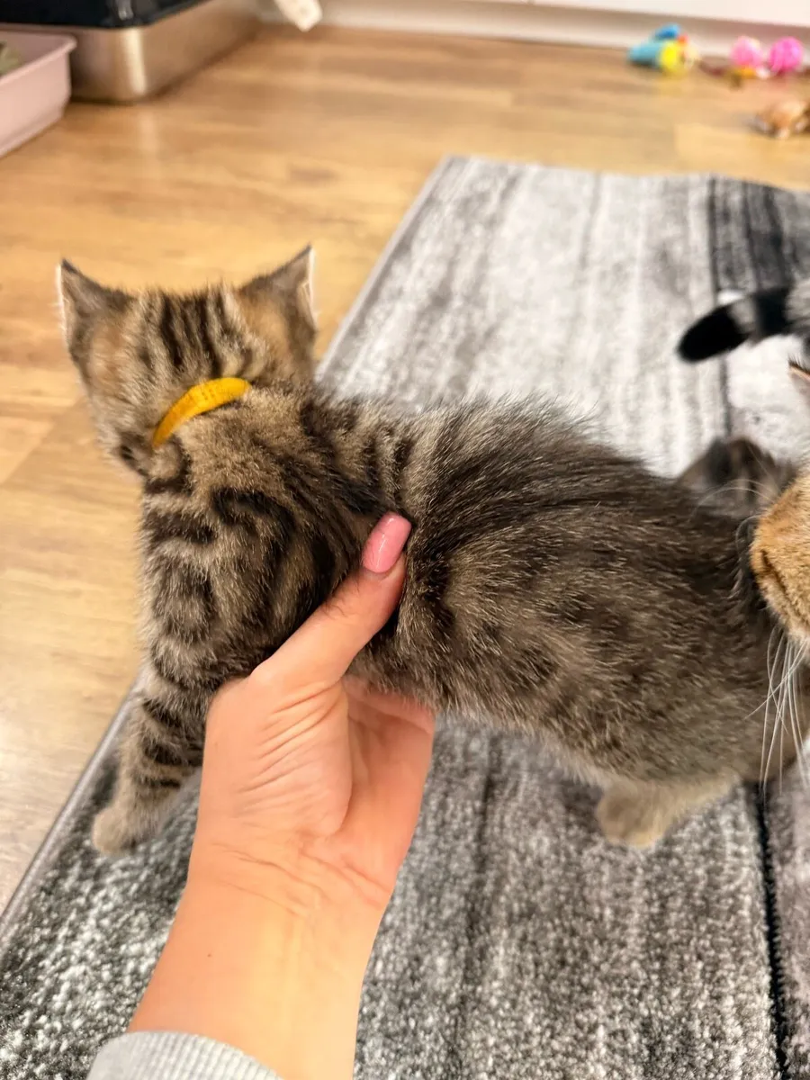 3 Half Bengal mix female kittens left! - Image 3
