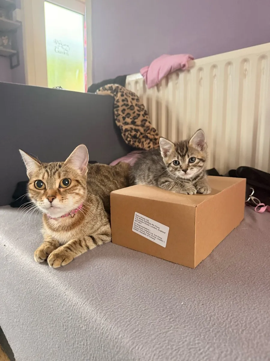 1 Half Bengal mix female kitten left! - Image 3