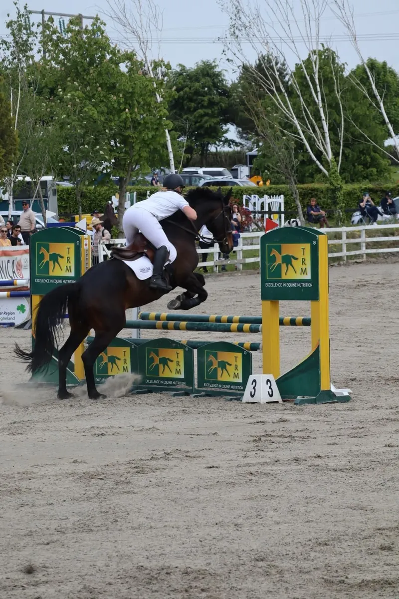 Beautiful Mare for Sale or Part-Lease - Image 2