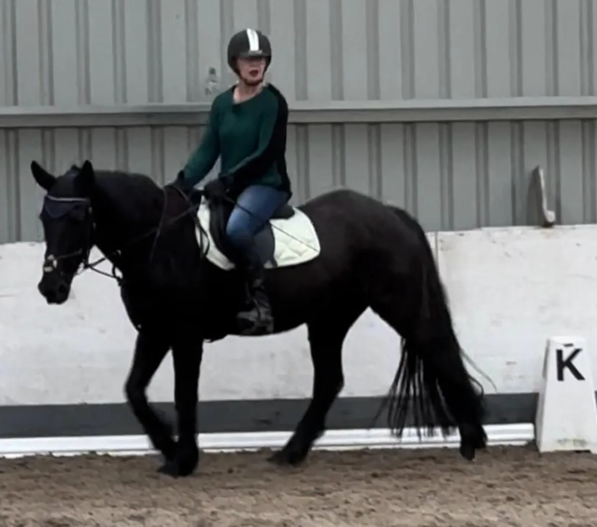 Beautiful Mare for Sale or Part-Lease - Image 1