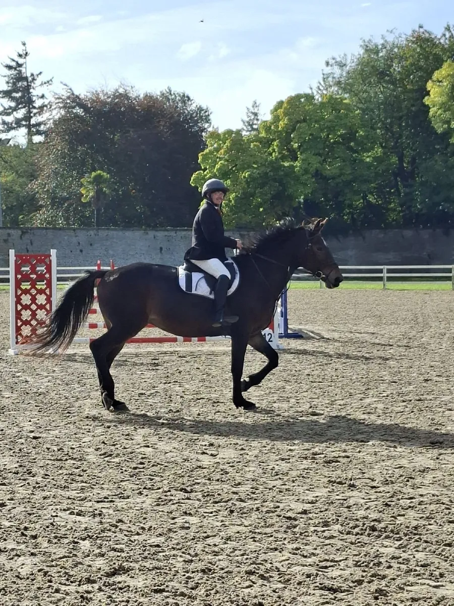 Beautiful Mare for Sale or Part-Lease - Image 3