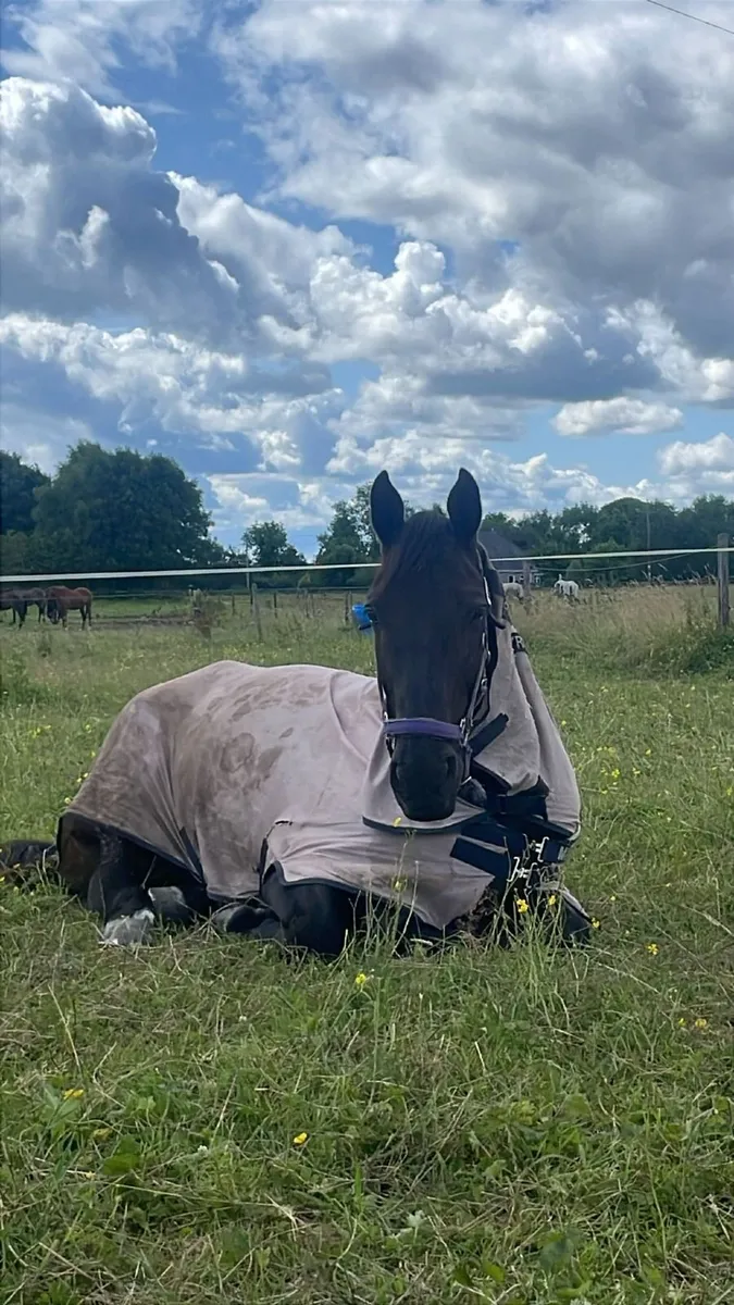 Beautiful Mare for Sale or Part-Lease - Image 4