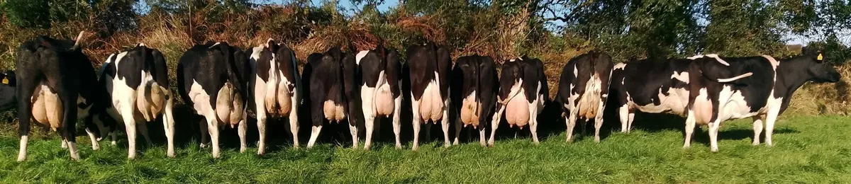 Empty cows - Image 1
